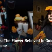 Fostoria News: A woman in La Catrina makeup holds orange cempasuchil marigolds beside a Day of the Dead altar, with headline: Marigolds: The Flower Believed to Guide Spirits Home